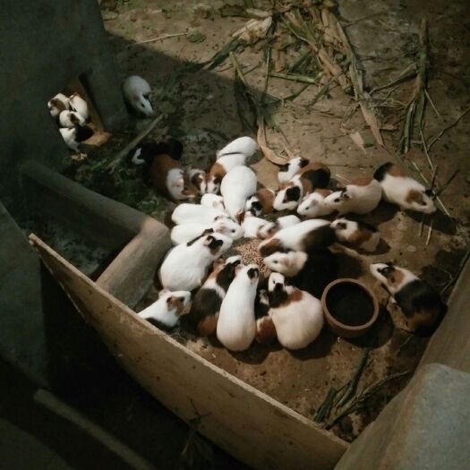 洛阳伊拉兔 伊拉种兔，彩豚种苗