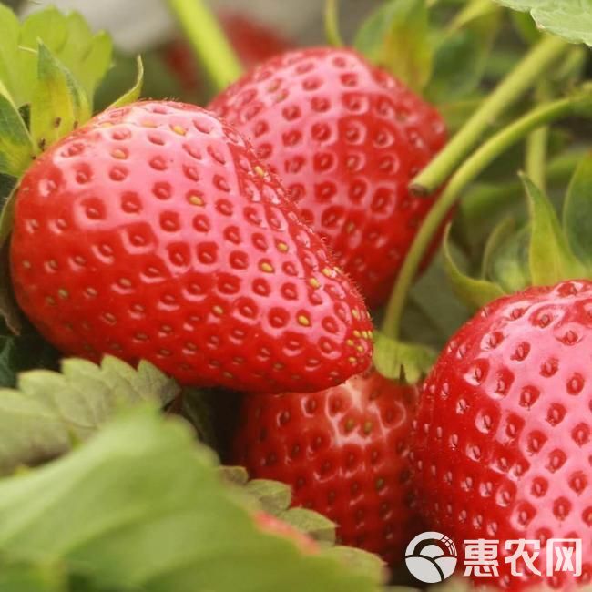  奶油草莓苗 自家基地培养 南北方盆栽地栽 包成活  包结果