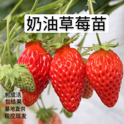 平邑县 奶油草莓苗 自家基地培养 南北方盆栽地栽 包成活  包结果