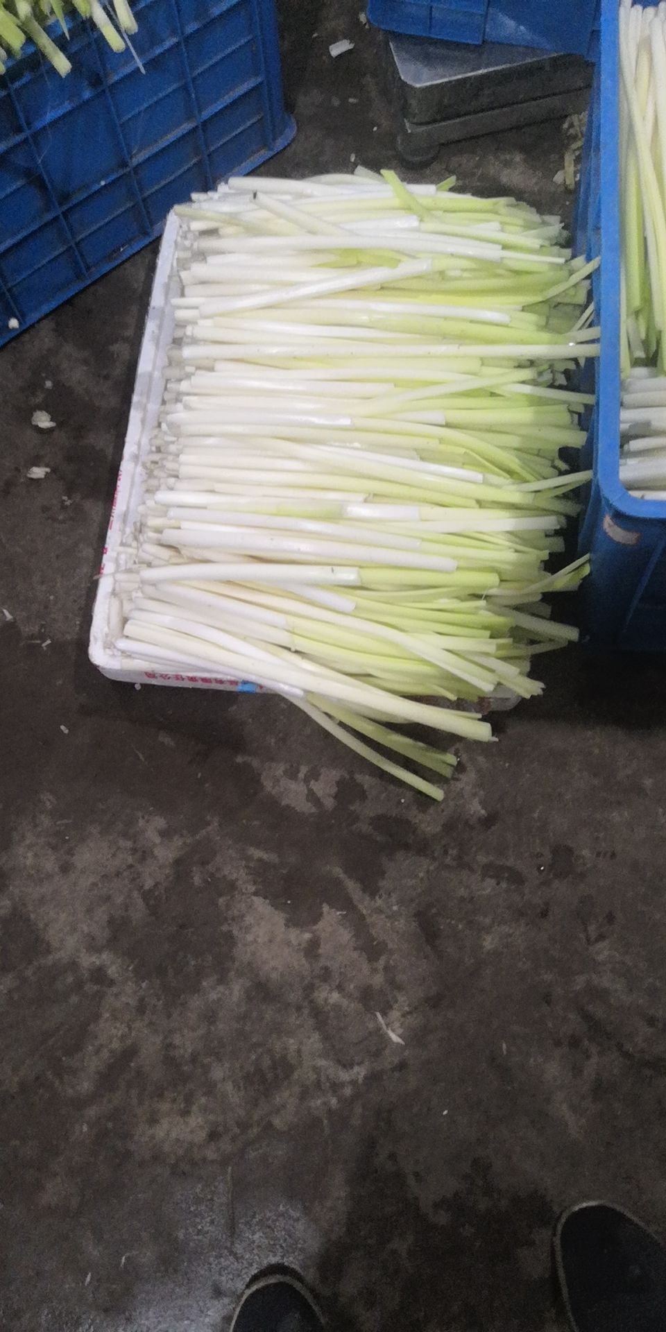 蒲菜  新鲜，真空，，淮安，价格美丽，全国配送。