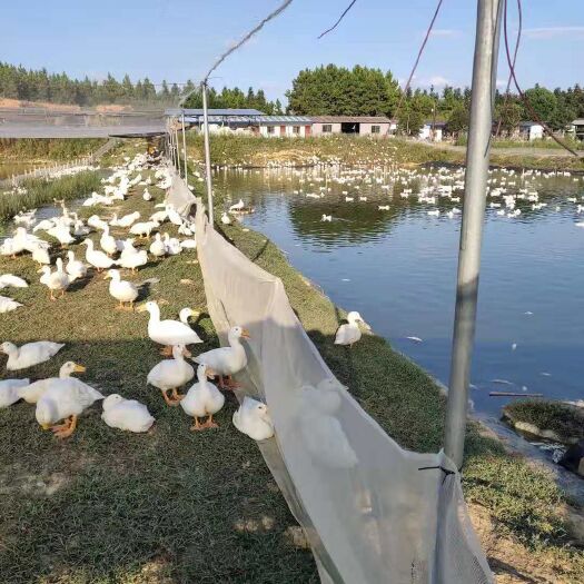 抚州 30万羽肉鸭出售