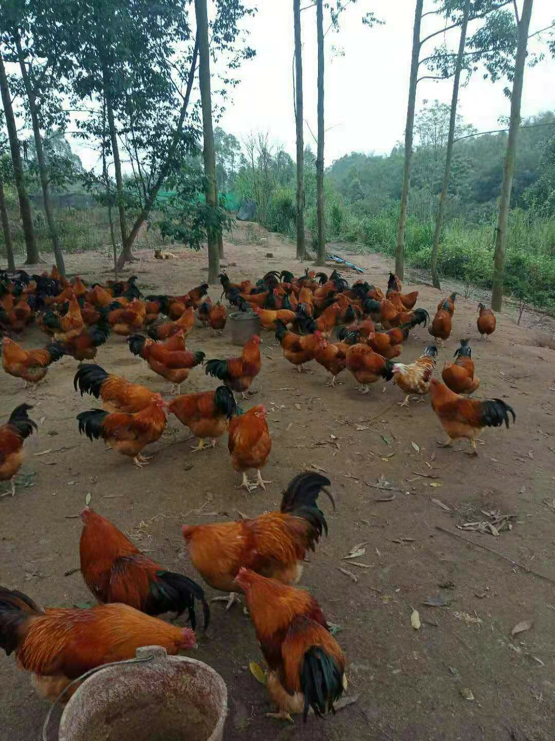  良凤鸡苗青脚麻鸡K9出壳注射马利克包成活