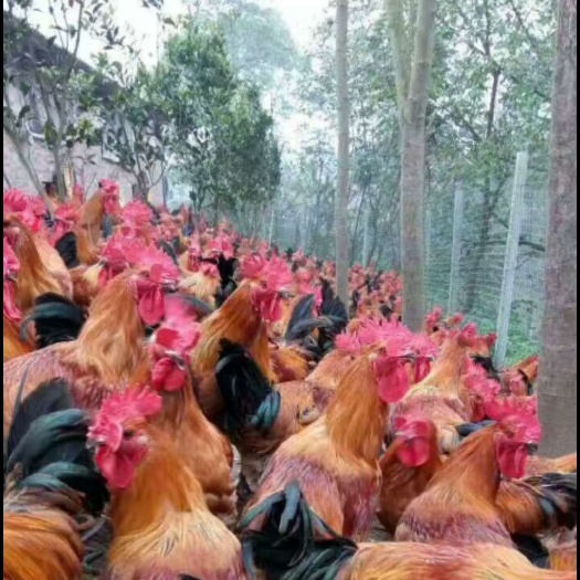 广州青脚麻鸡苗 统货