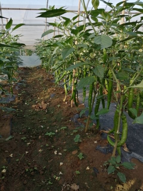 宜良县羊角椒 20cm以上 中辣 靑色