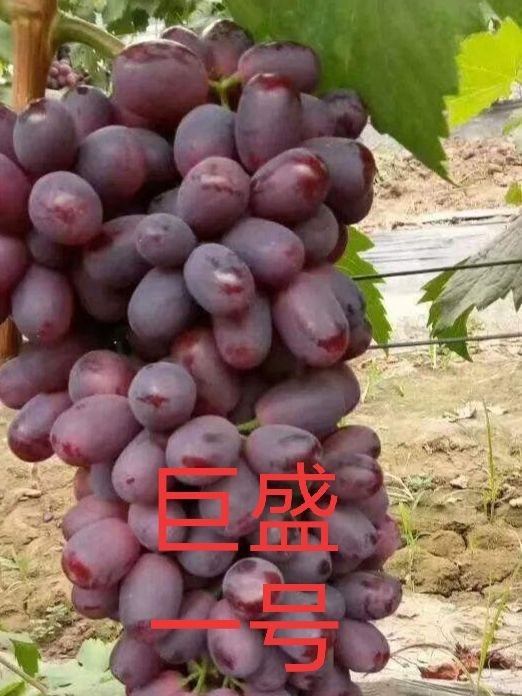 卢龙县巨盛一号葡萄苗