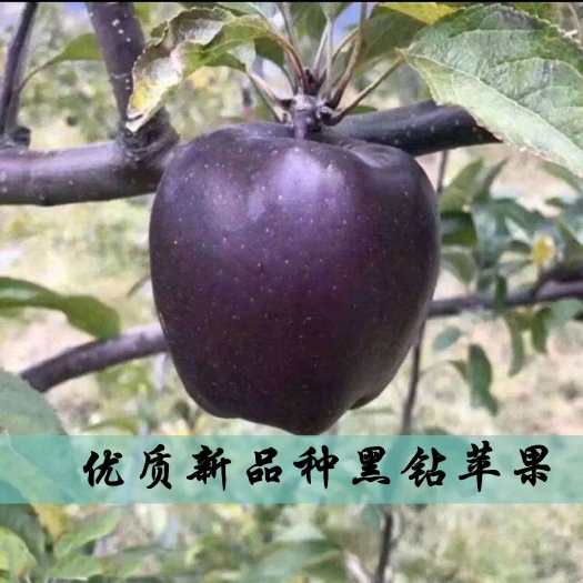 平邑县黑钻苹果树苗 【热销果苗】黑钻苹果苗两年嫁接苗高产甜度高适应性强