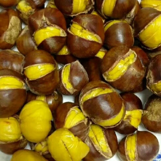 蒙阴县蒙山板栗  沂蒙山油栗  深山老林里的板栗，香糯好吃，不打农药，不施化