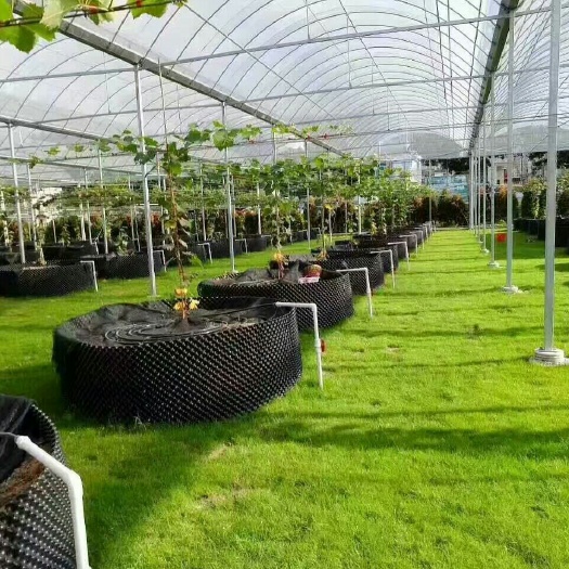 兴安县蔬菜大棚 专业搭建，葡萄，百香果，蔬菜，瓜果大棚，避雨棚，