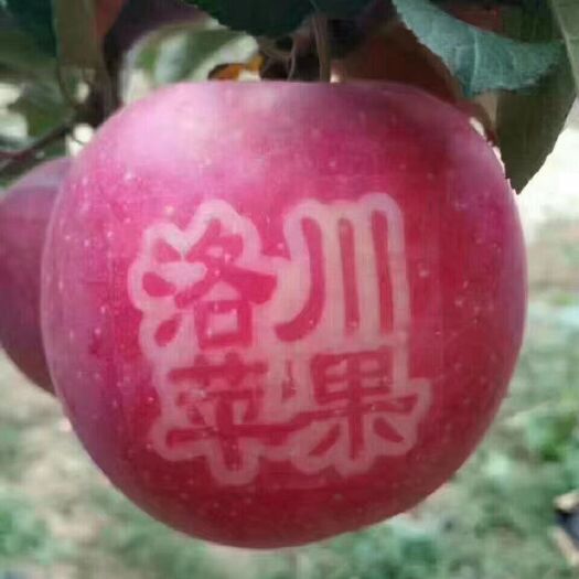 洛川县【推荐】通货  ，洛川红富士苹果