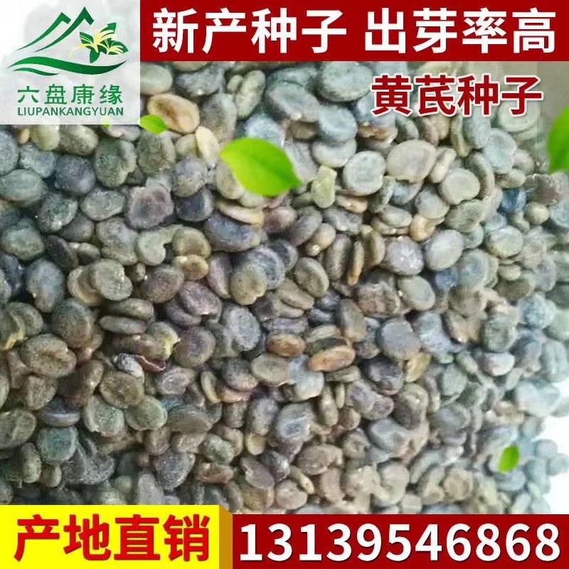 隆德县黄芪种子 低杆黄芪籽 棉芪种子包邮保芽率提供提供种植技术