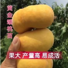 平邑县黄金蟠桃树苗 正宗嫁接黄金蟠桃苗！