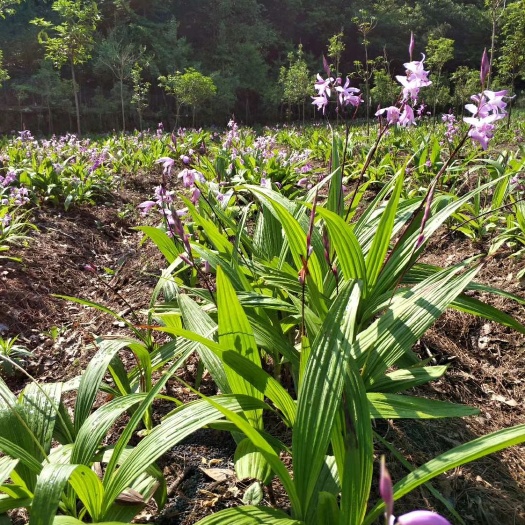保康县大量供应白芨种子种苗