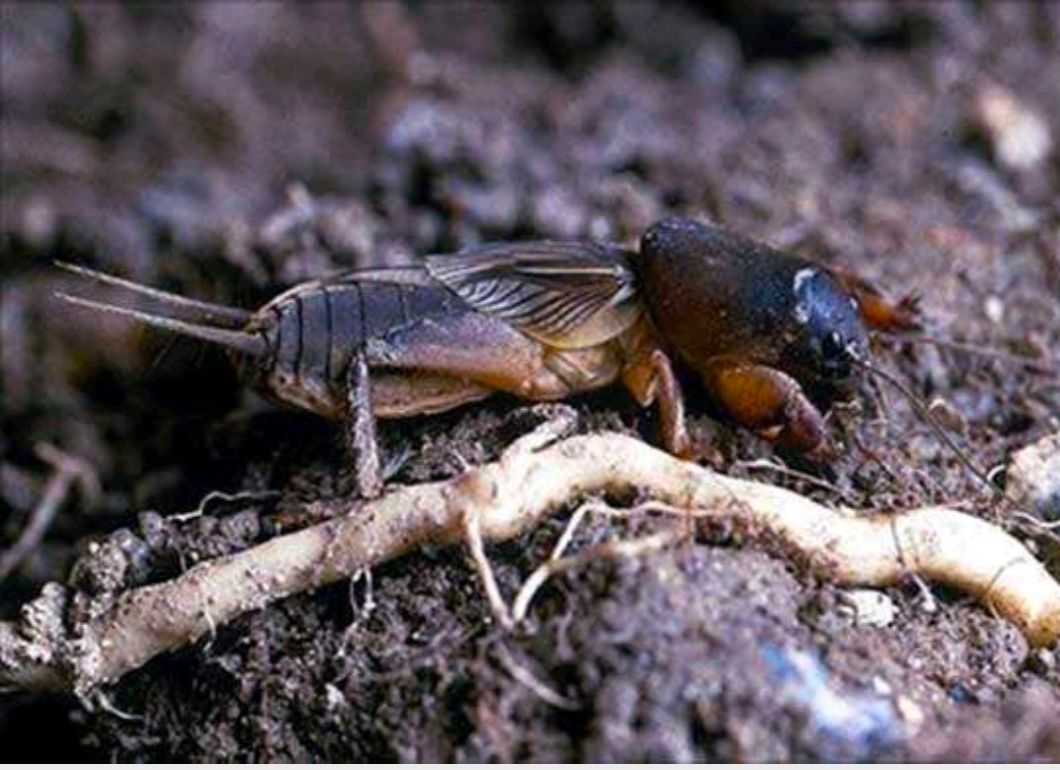 辛硫磷，专治地下害虫，详细介绍请看包装说明，谢谢！