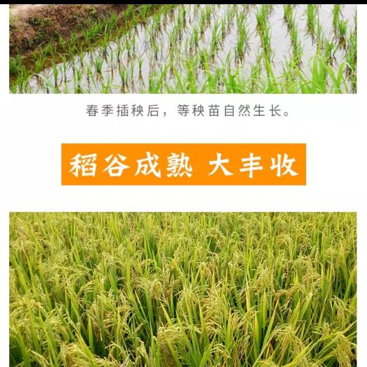 德兴市 19年优质稻谷大量供应