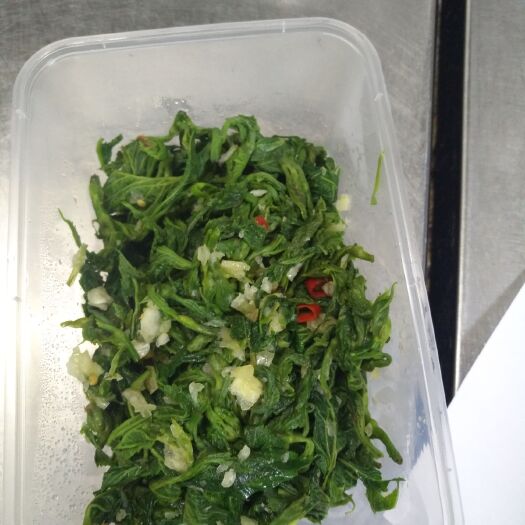 菏泽大叶桑 3 - 4cm