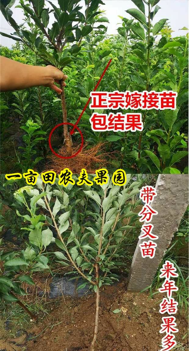西梅苗 【新品促销】西梅李子苗两年嫁接苗优良品种李子品种纯正