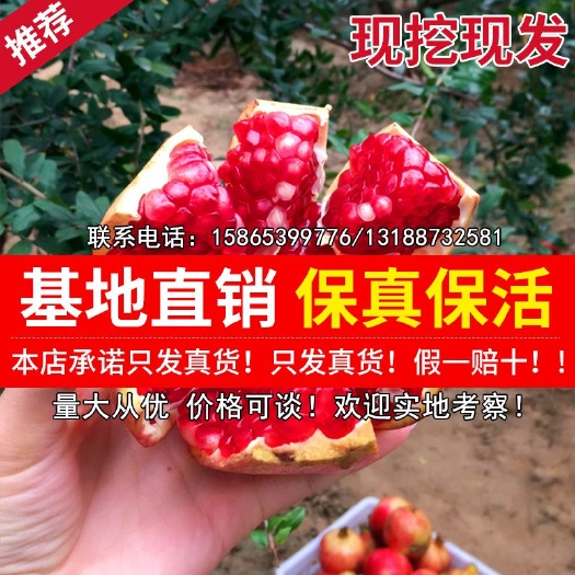 平邑县水晶石榴苗 水晶石榴 蒙阳红榴树苗  红宝石等多种品种包成活  假一赔十