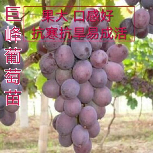 平邑县 巨峰葡萄苗 两年苗 当年挂果！