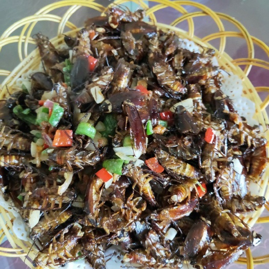 青阳县美洲大蠊