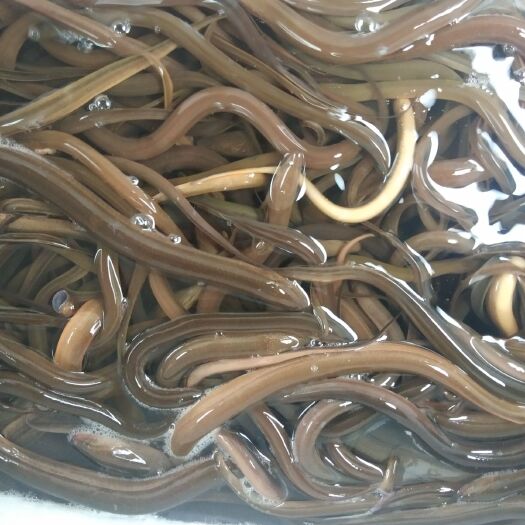 昆明 缅甸黄鳝七钱到四五两左右