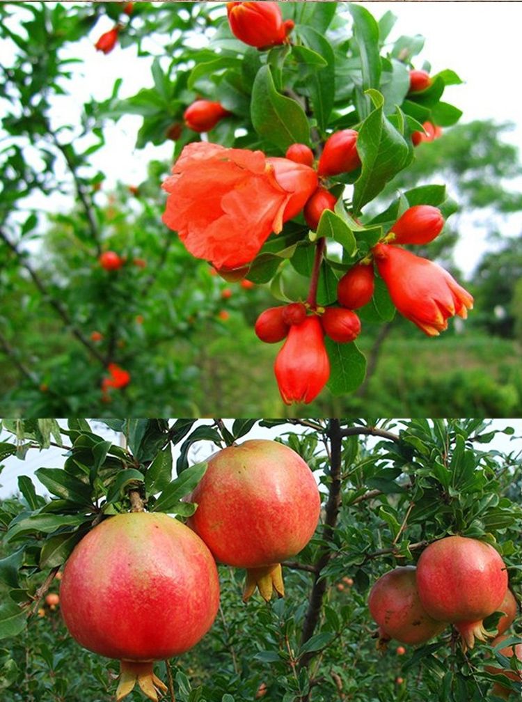 蒙陽紅石榴苗 蒙陽紅榴樹苗 水晶石榴 紅寶石等多種品種包成活  假一賠十