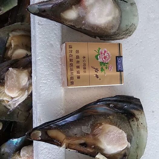烟台渤海扇贝 江瑶贝大量供应