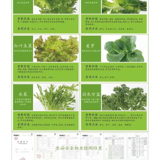 沈阳 水培羽衣甘蓝