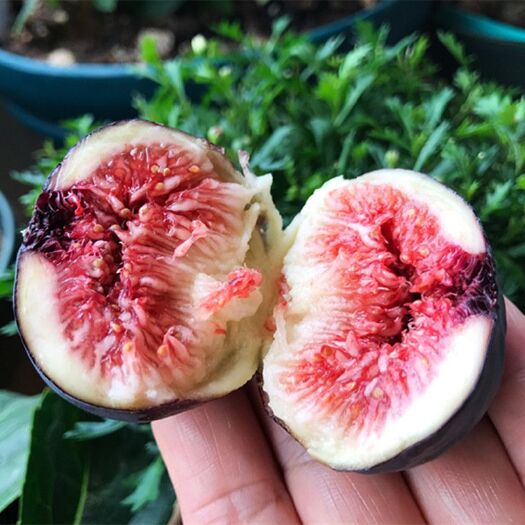  無花果樹苗 波姬紅無花果 包成活 死苗免費補發(fā)