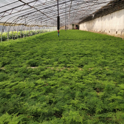 平邑县文竹 现挖现售新鲜盆栽阳台植物幼苗地摊