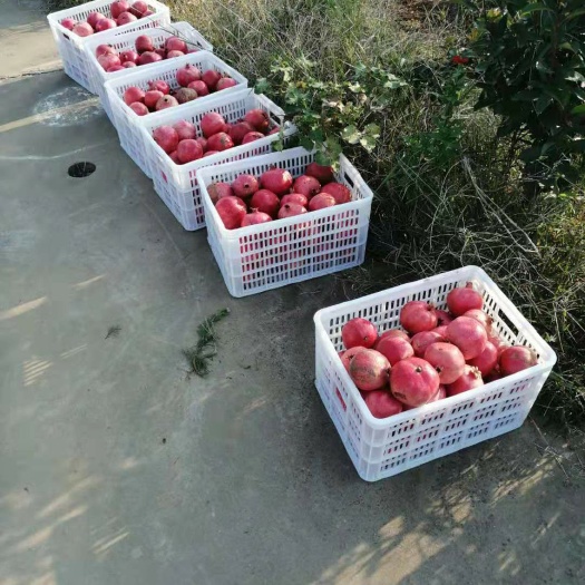 淅川县原产地突尼斯软籽石榴大量出售