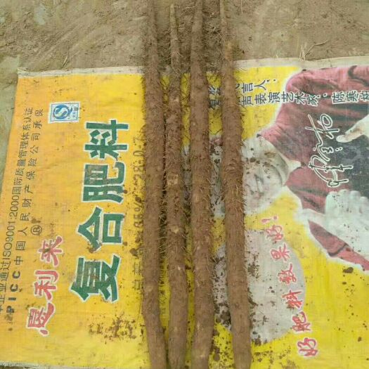 安平县编号000沙土小白嘴白山药啦！{宁氏专属}