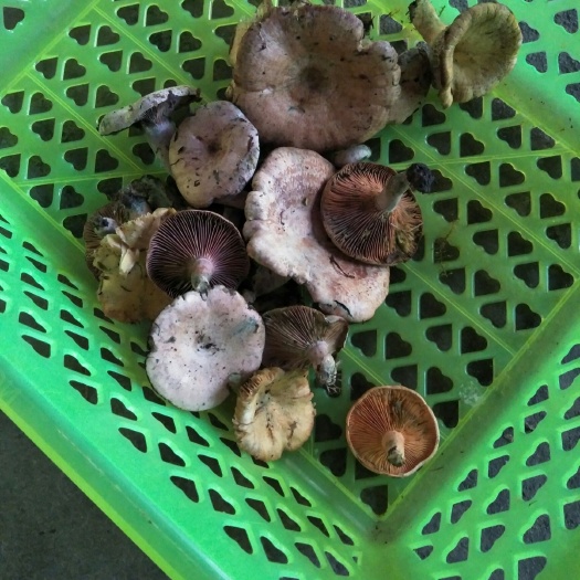 南丹县鸡枞菌 马尾菌，枞木菌。