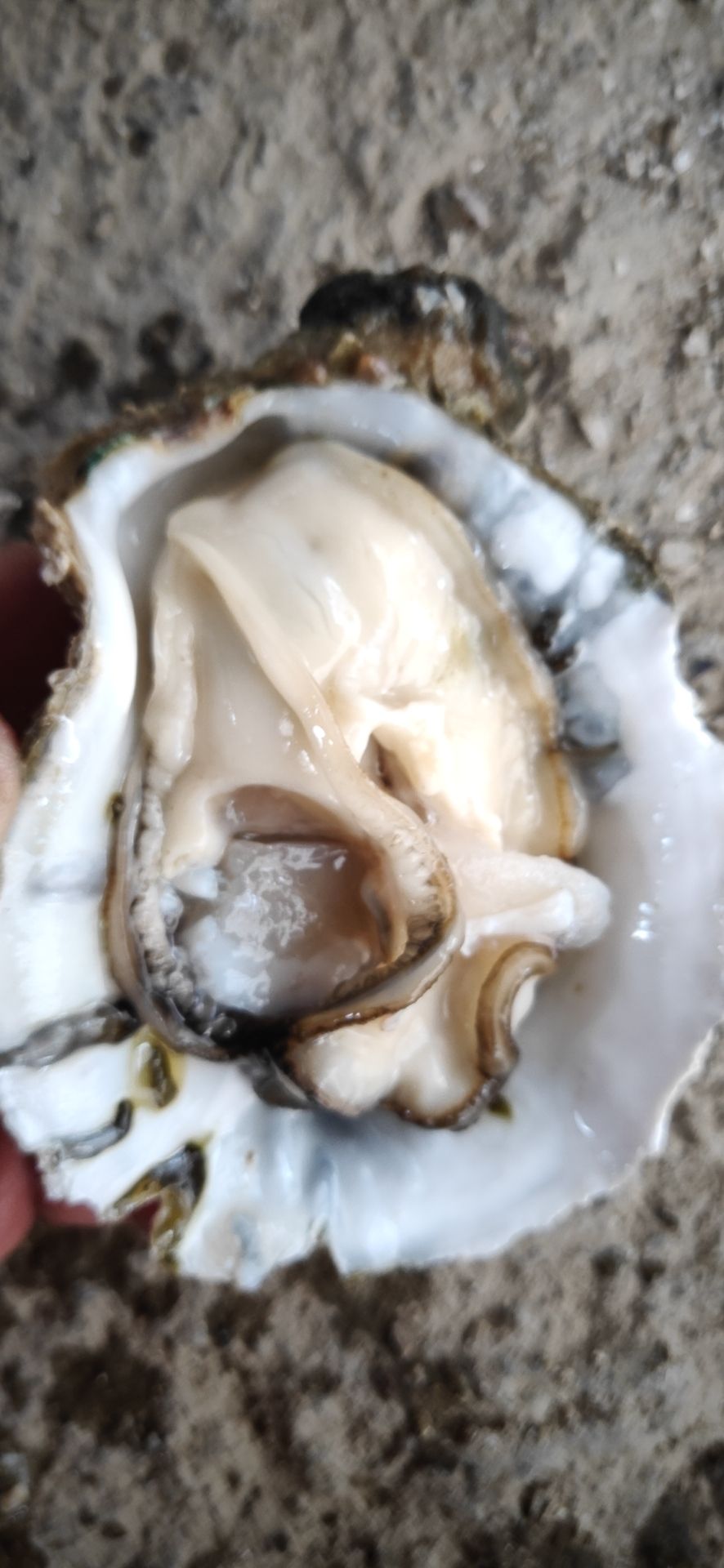 北部湾生蚝 2-3两/只 人工养殖
