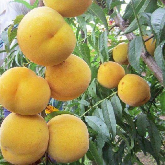 泰安 黄金蜜桃树苗