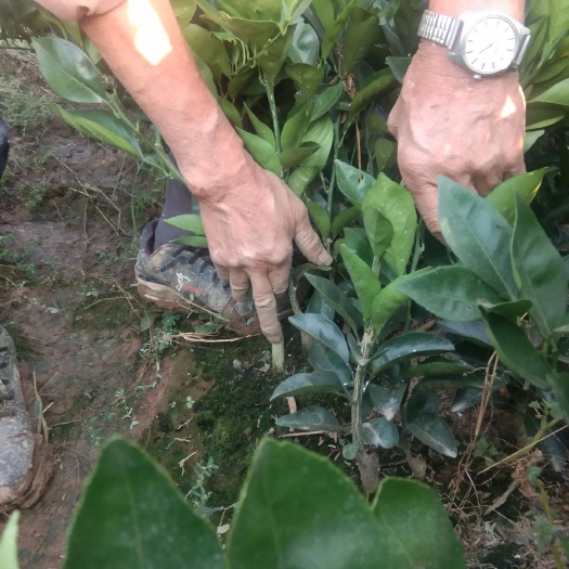 枝江市纽荷尔脐橙苗 无病毒苗木