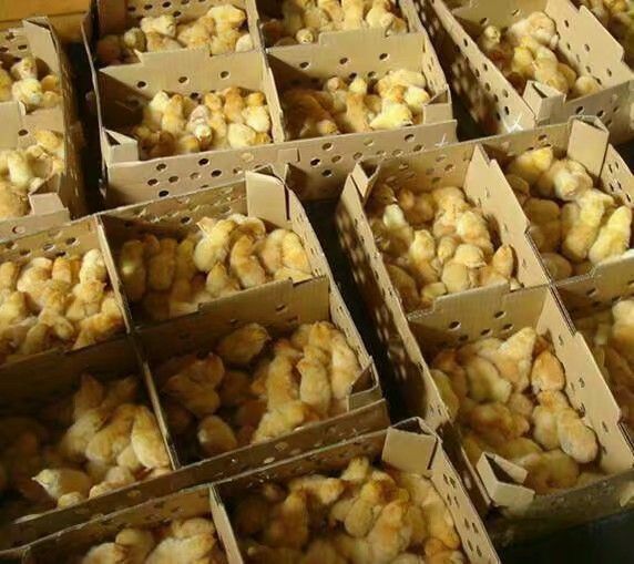 南平 大品种改良瑶鸡苗无偿免费的专业售后饲养指导二百公里内送苗到场