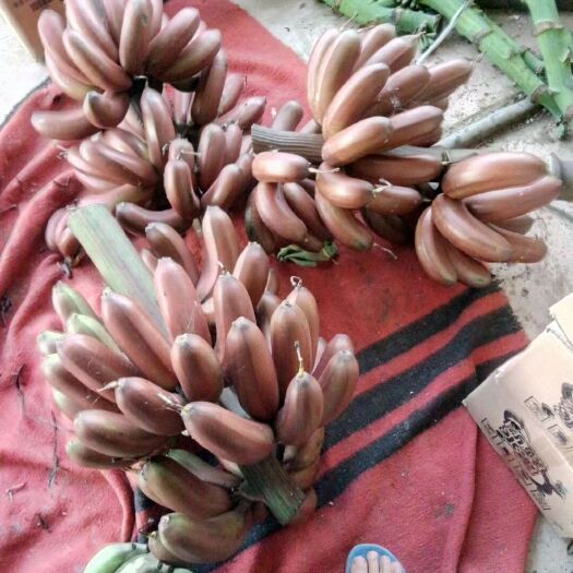 南宁红蕉 好焦中焦都有