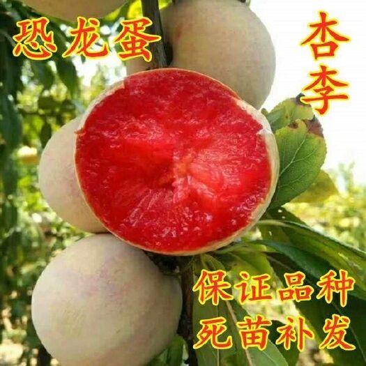 平邑县 恐龙蛋李子树苗甜李子苗个大高西梅李子蜂糖李红肉李子1－8年苗