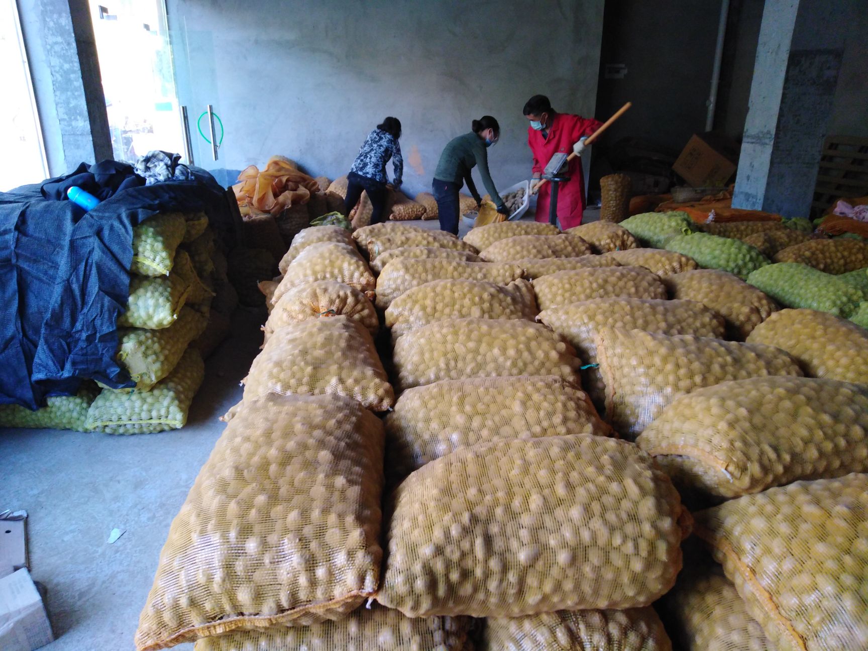 恩施小土豆马尔科土豆原产地直销，一件代发、整车发货