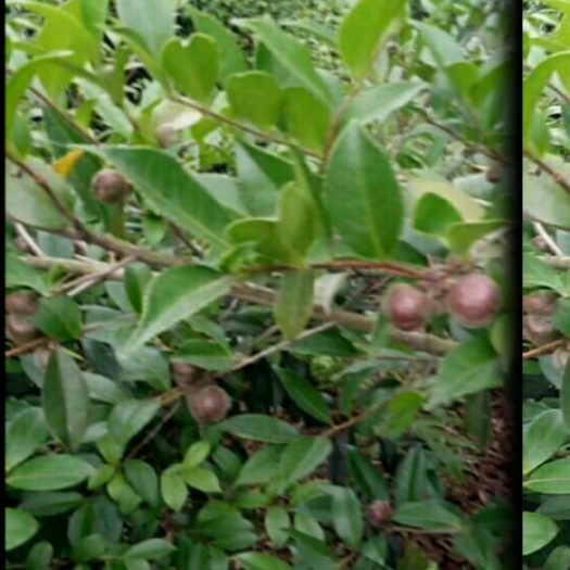 梧州 纯正山茶油大量批发2019新出