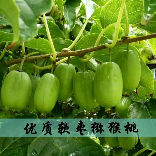 平邑县 软枣猕猴桃苗两年嫁接苗优质猕猴桃苗提供技术指导种植