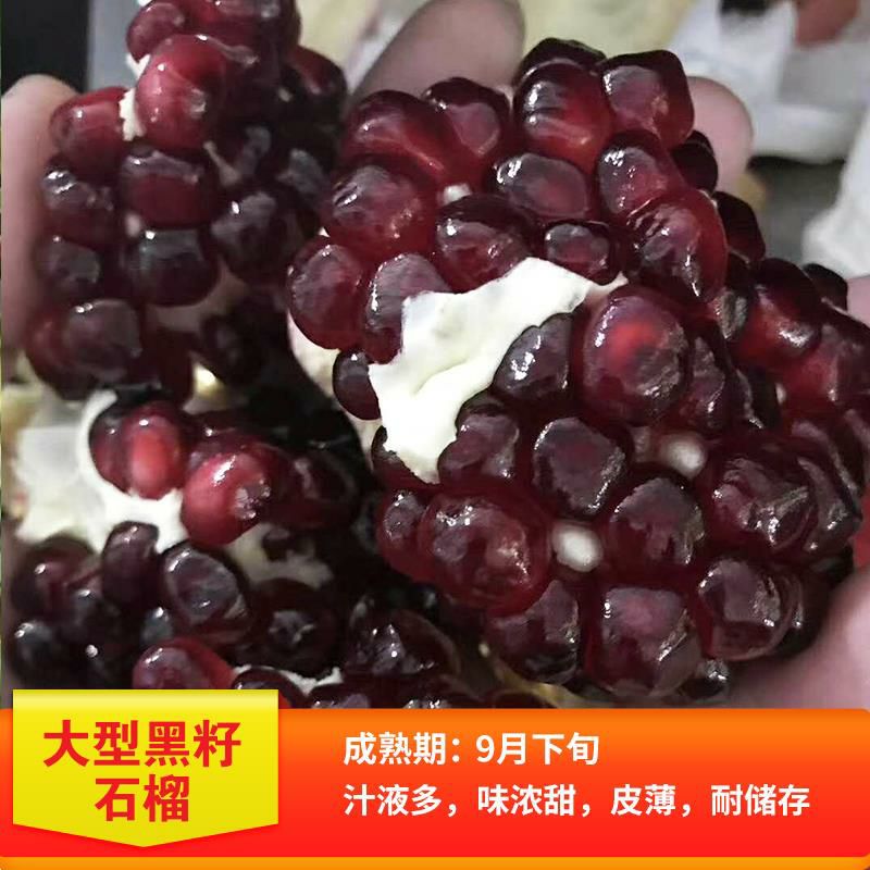  突尼斯软籽石榴树苗 黑籽软石榴