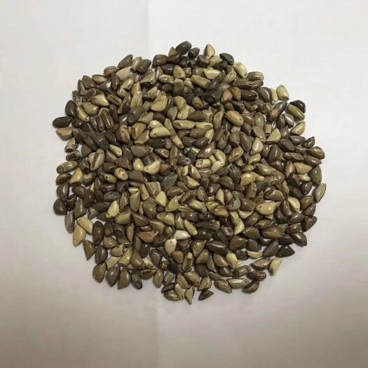 沭阳县 墨西哥玉米草种子，量大批发。
