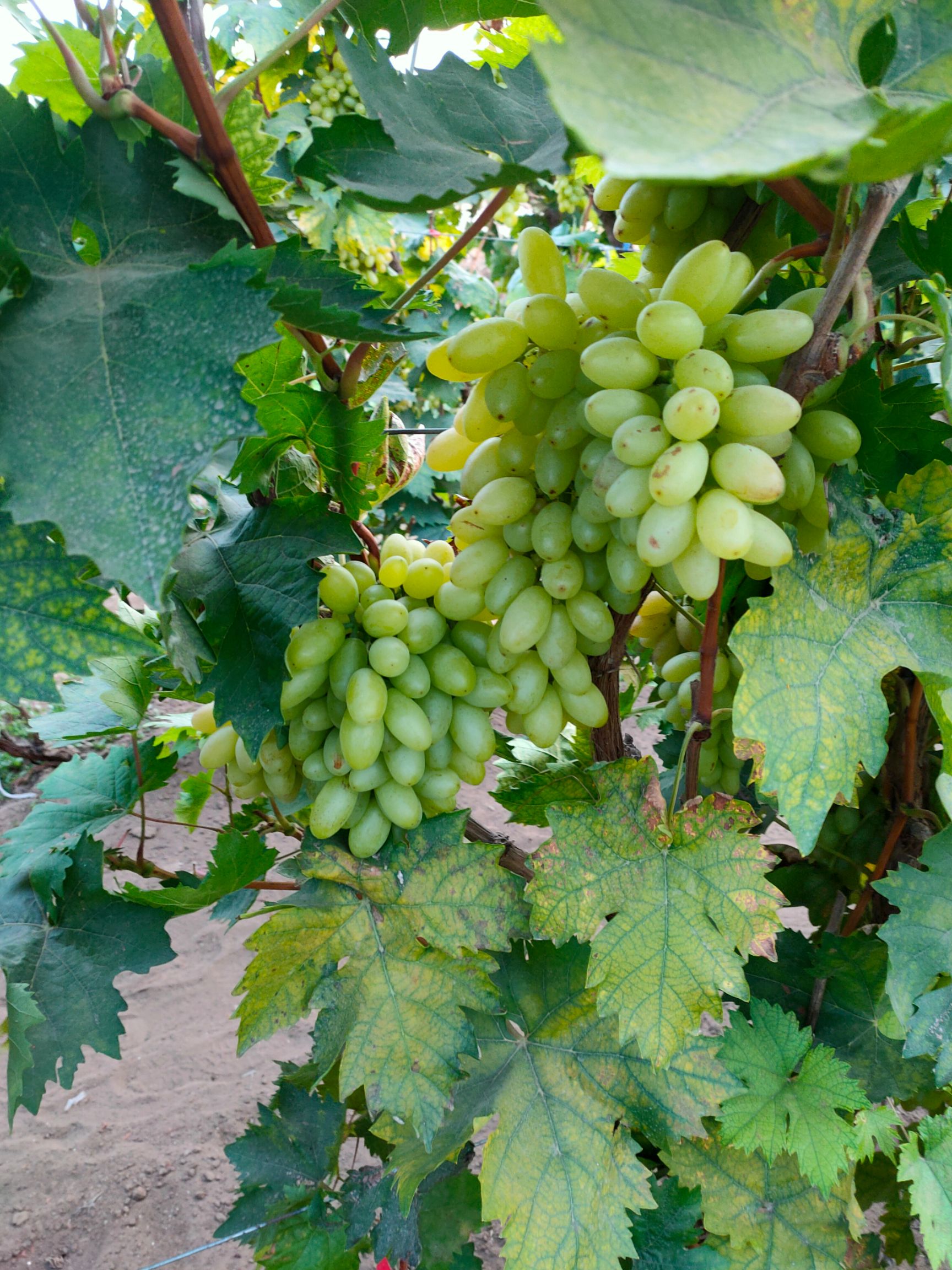 供应大厅  水果 葡萄                  商品详情              商品