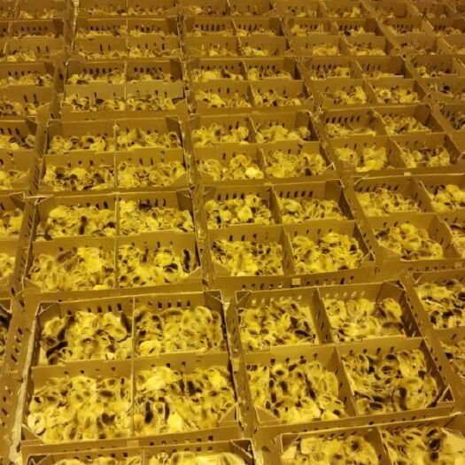 南平土鸡苗 公母鉴别苗混合苗，200公里内送苗到场，专业免费的饲养指导