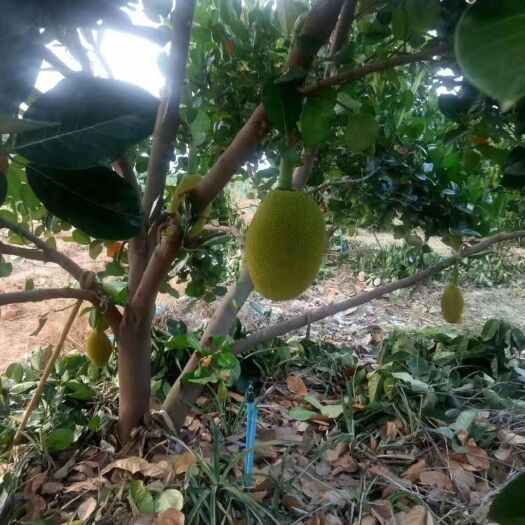 景洪市 泰国 菠萝蜜