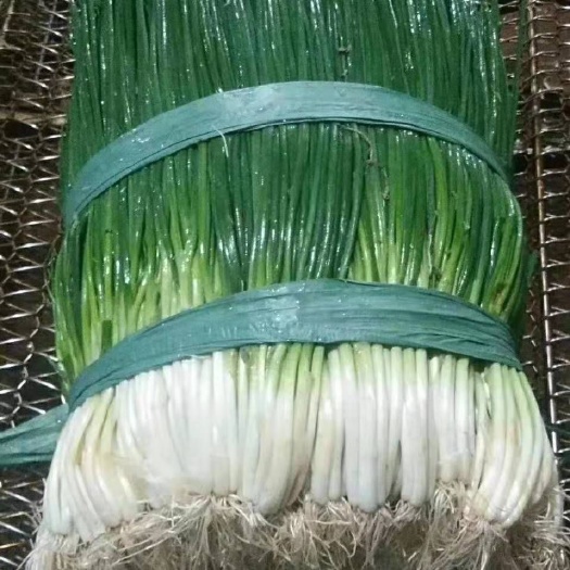 威宁县香葱