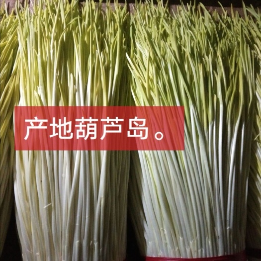 葫芦岛东北蒜苗 40 - 45cm