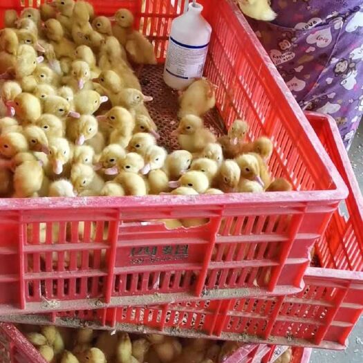 南宁 鸭苗，桂柳大白鸭！