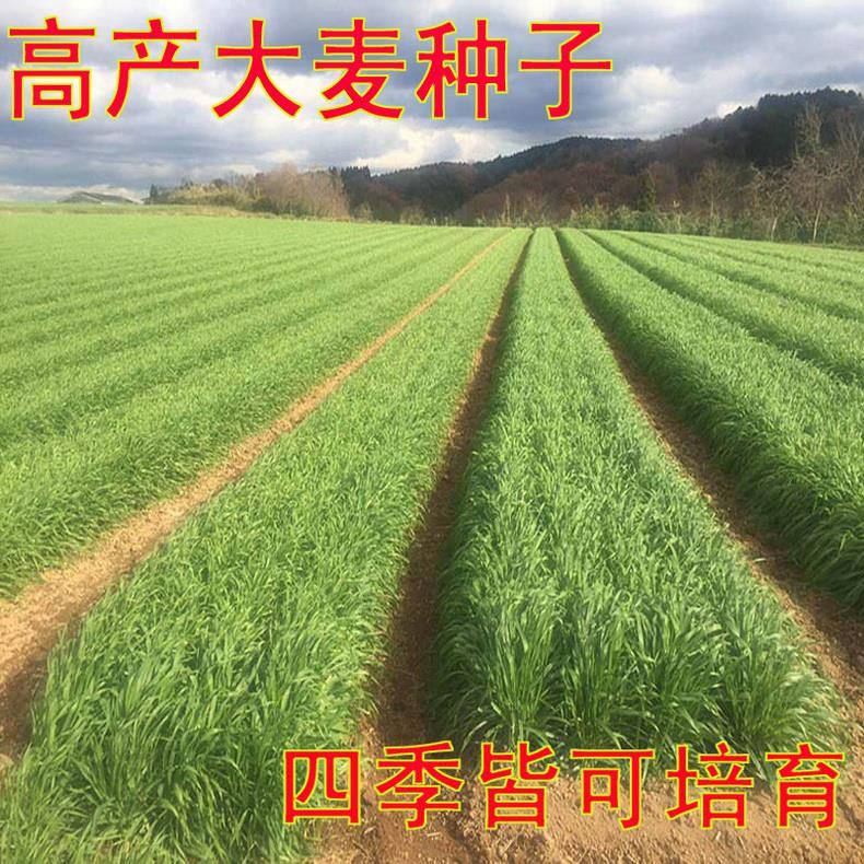 沭阳县大麦种子小麦种子农作物种子牧草绿色有机粮食优质绿肥种子